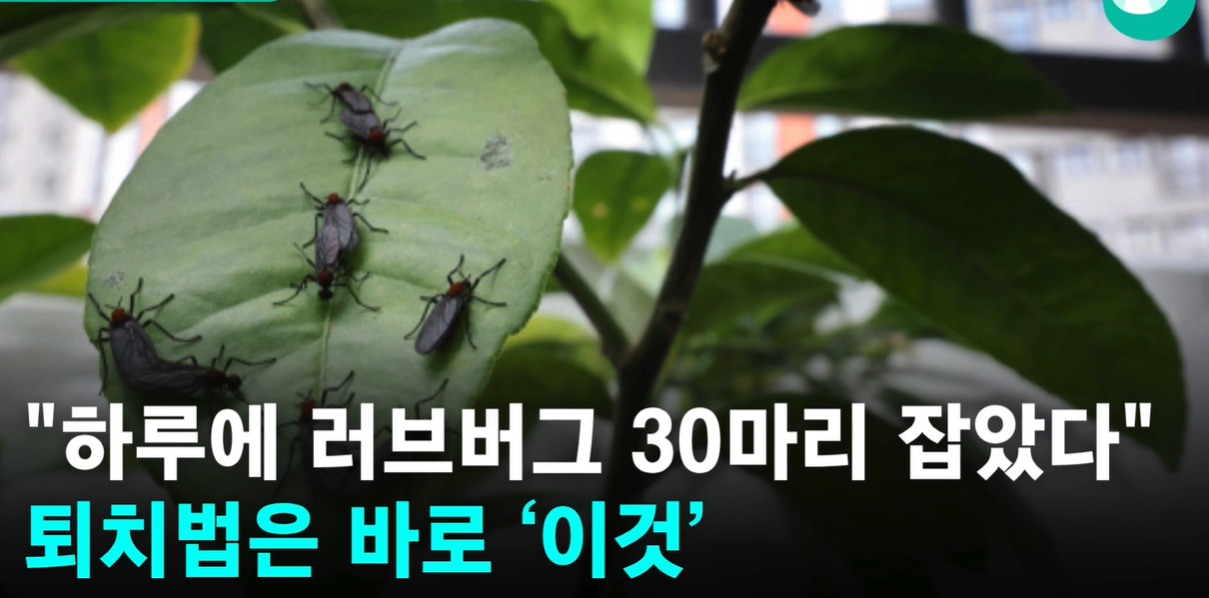 서울경제신문 출처