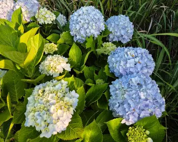 공주 수국축제_33