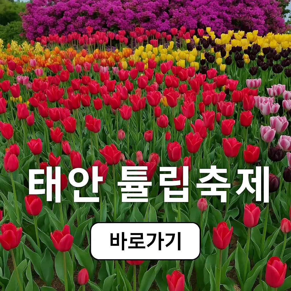 태안 튤립축제 일정, 개화시기