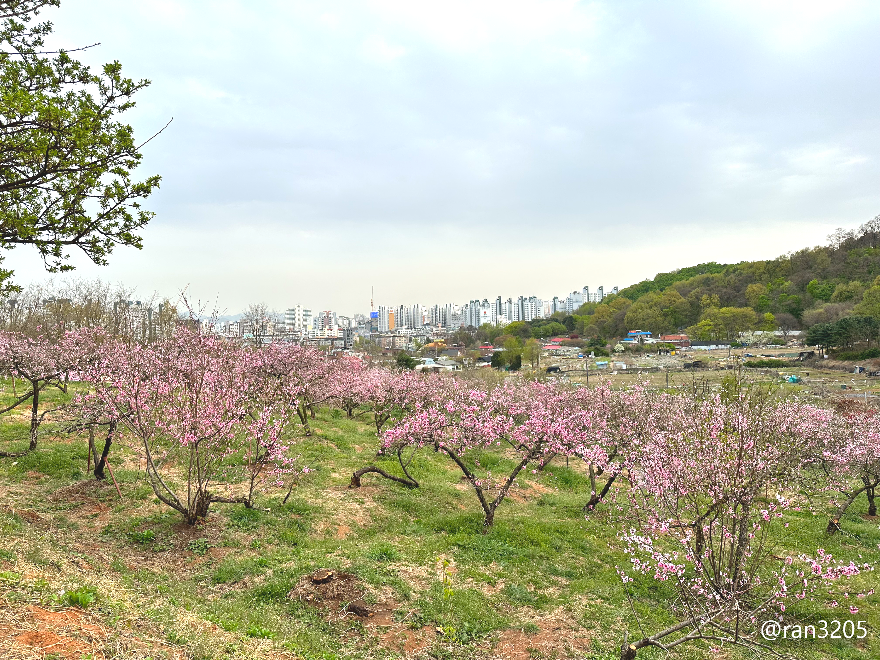 춘덕산 복숭아과원
