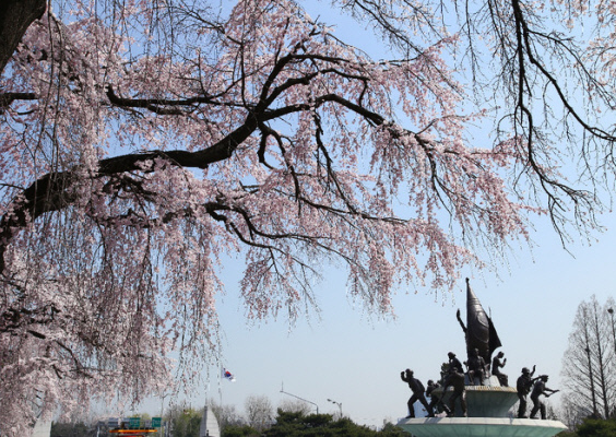 국립서울현충원 벚꽃