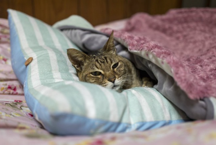 베개를 사용하여 이불에서 자는 늙은 고양이.