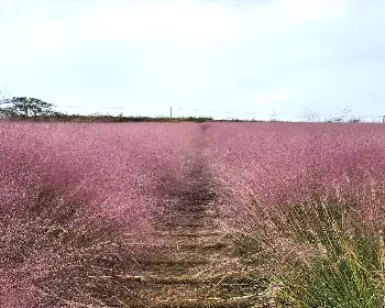 고창 핑크뮬리 축제_18