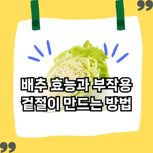 배추