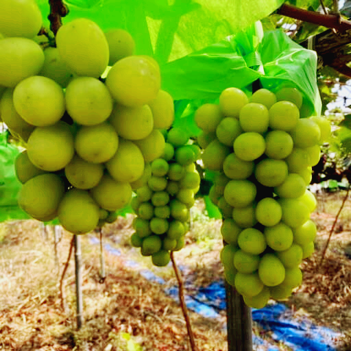 샤인머스켓 효능 과 부작용