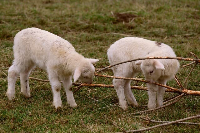 배양육 시장, 새로운 투자 기회의 중심지로 떠오르다