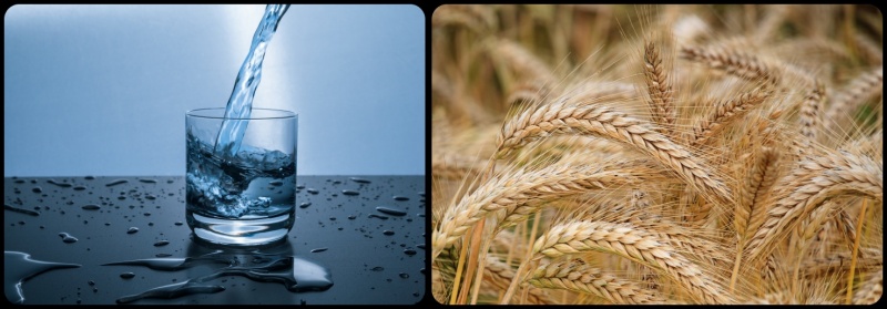 물과 보리사진