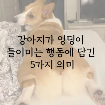 강아지 엉덩이 들이미는 이유 애정표현인지_8