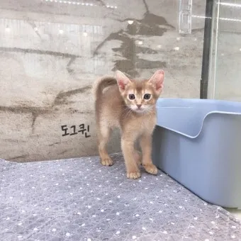 아비니시안 고양이 유전병_10