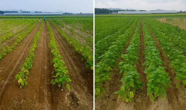 들깨심는시기 중부 남부 지방 들깨 모종 파종 시기 씨앗 심기 재배 방법 총정리 3