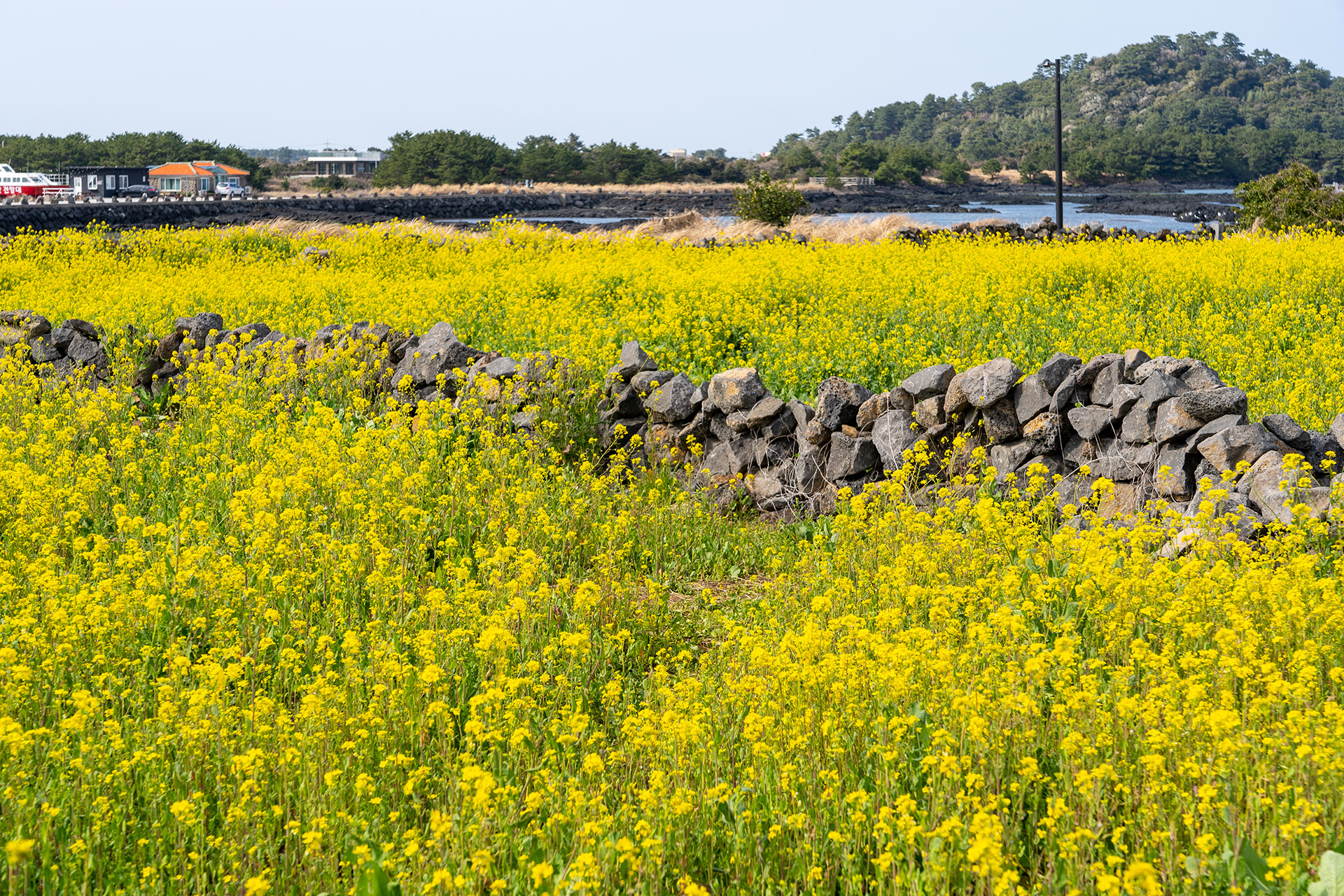 광치기해변 유채꽃밭