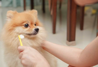 개의 치주 질환