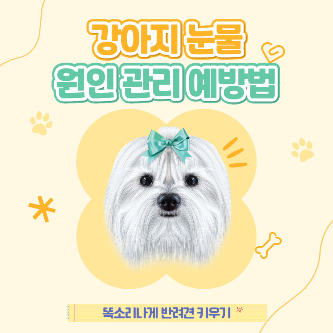 강아지 눈물자국 원인 관리 예방