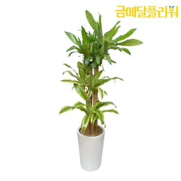 "행운목