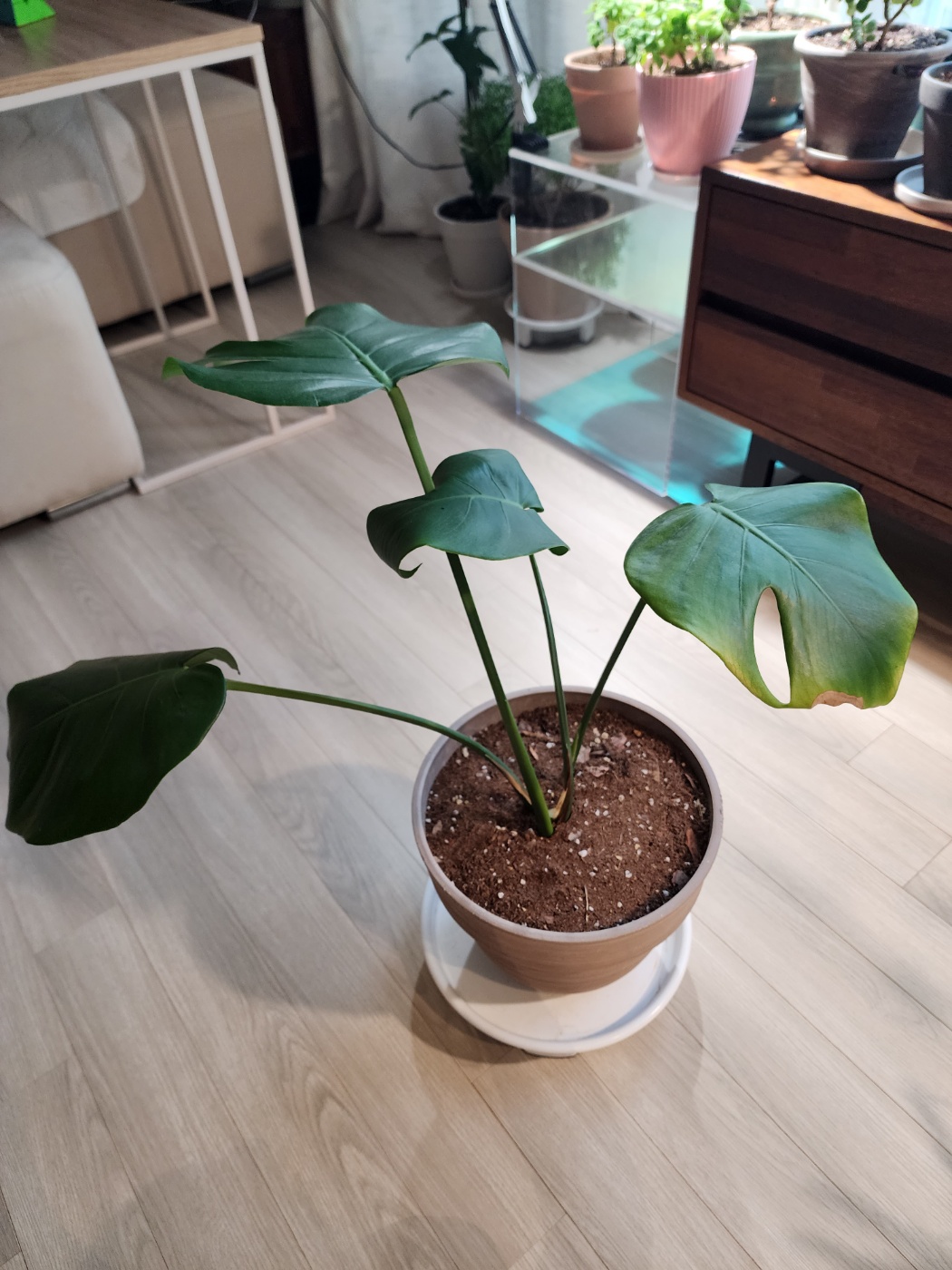 건강하지 않던 몬스테라들이에요