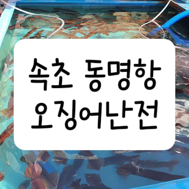 속초 오징어난전