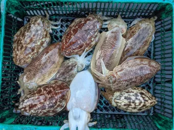 갑오징어 제철 시기 요리 레시피 황금레시피_26