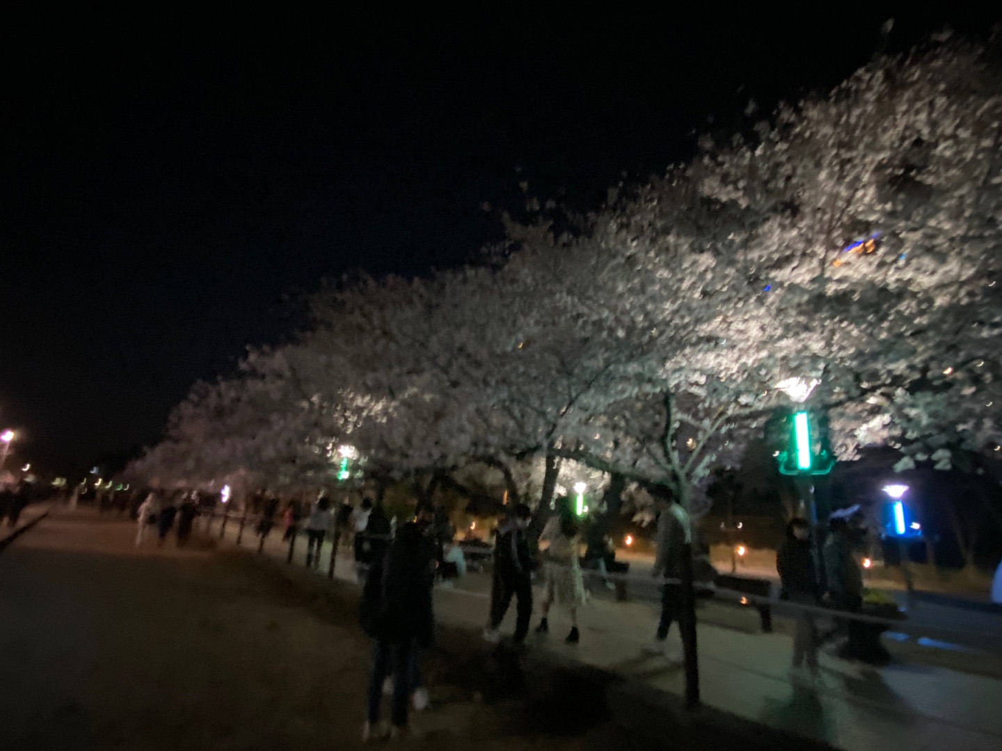 진해벚꽃실시간으로 본 경화역 어두운모습