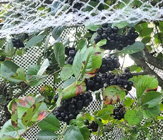 아로니아
