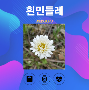 흰민들레 알아보기