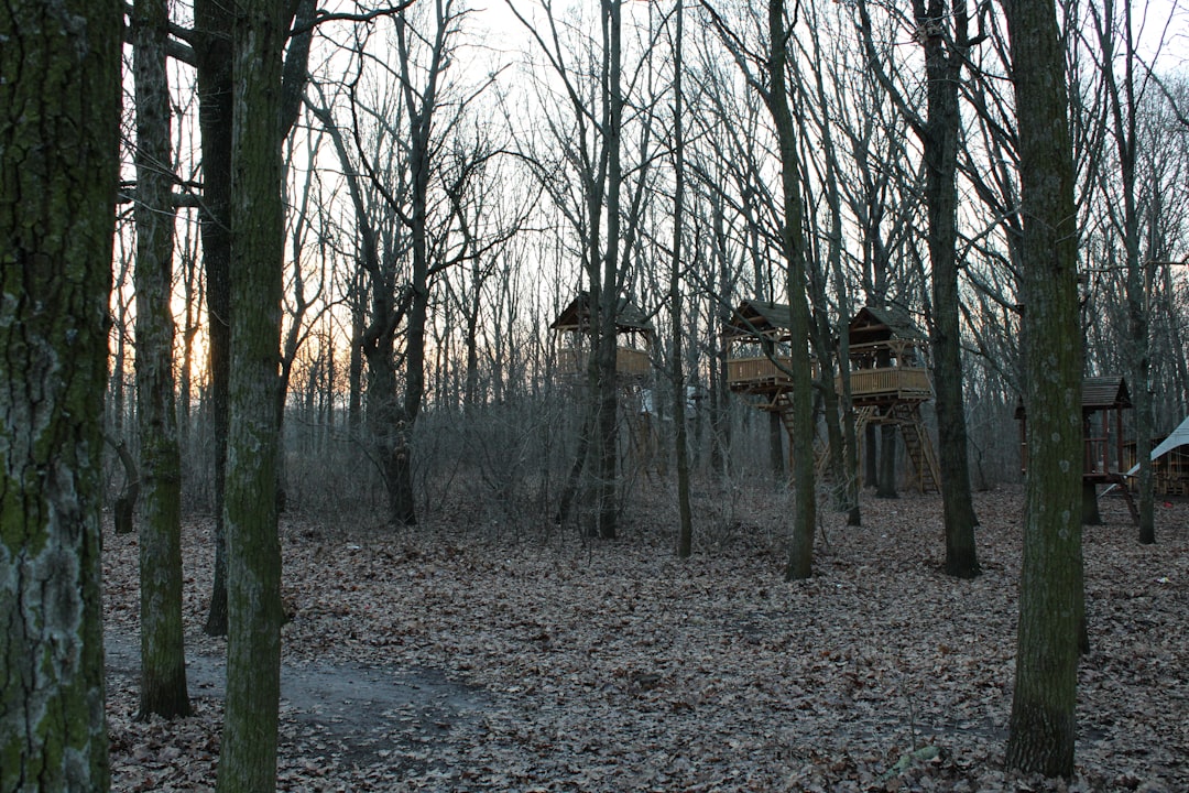 Treehouse