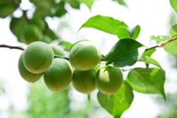 식중독 증상 및 치료방법