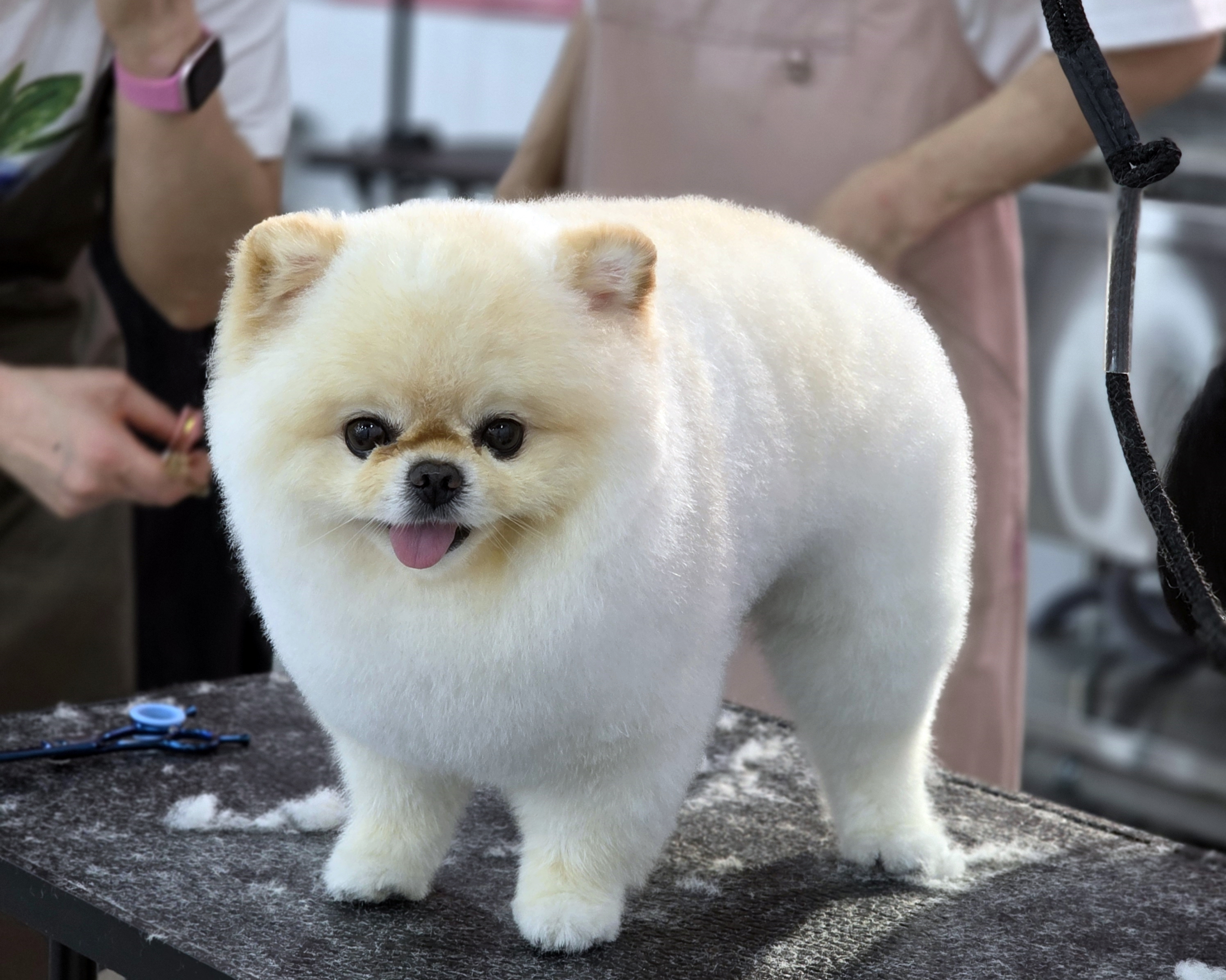 구리애견미용학원