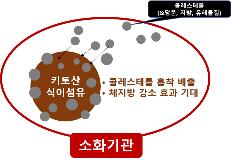 키토산 식이섬유 효과