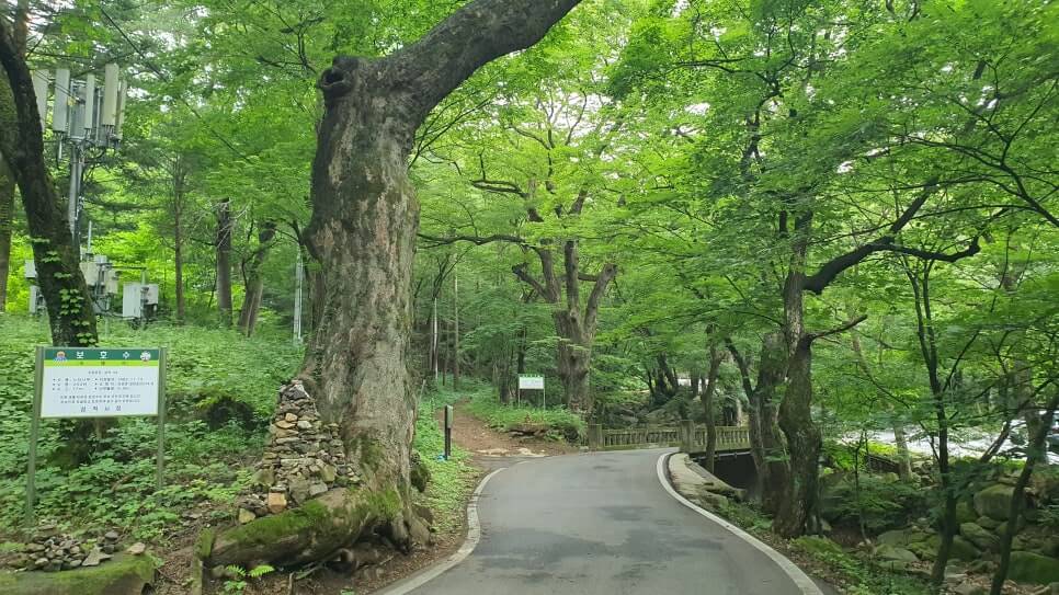 삼척 천은사 : 인도에서 두타의 세 신선이 흰 연꽃을 가지고 와서 창건