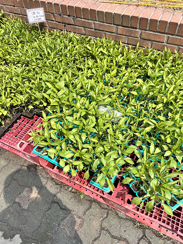 창동 하나로마트에서 판매 중인 다양한 모종들