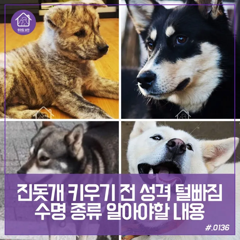 진돗개 입양 까다로울까 성격 수명 특성 총정리 모음집_3