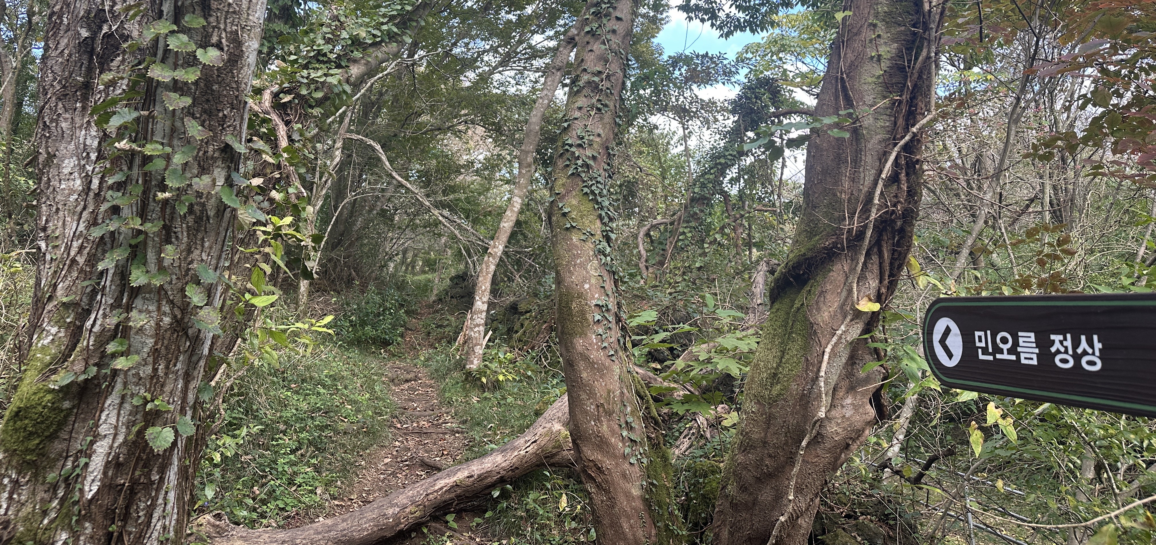 봉개동 민오름 산책로