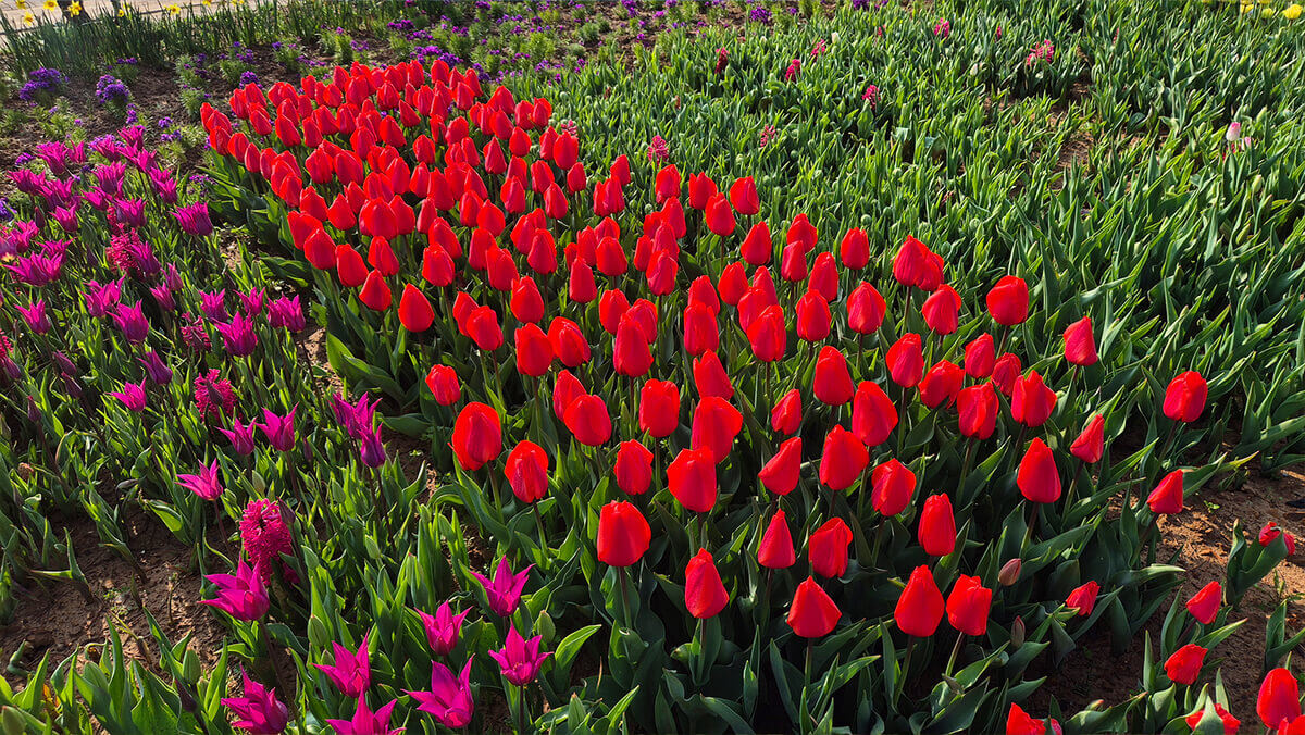 태안 튤립축제 기간 예매 입장료 개장시간 개화상황