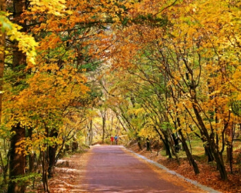 단풍 명소 속리산_1