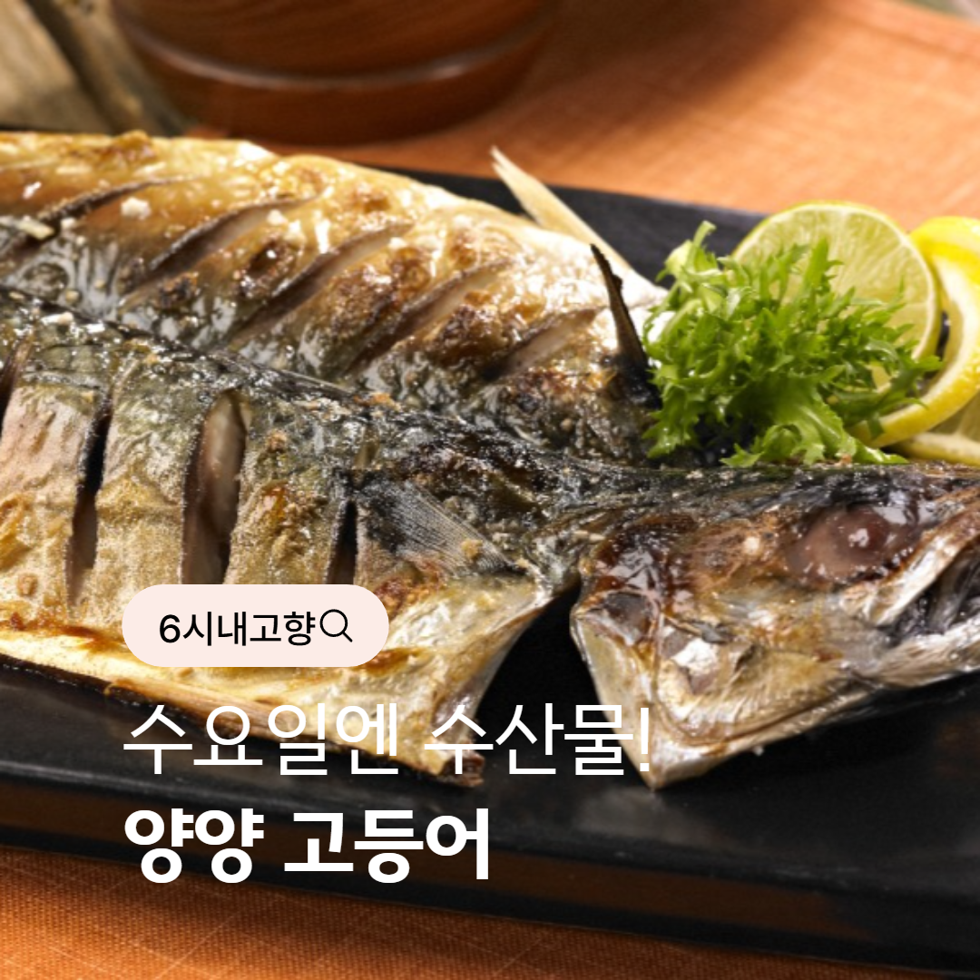 6시내고향 양양 고등어 요리 썸네일