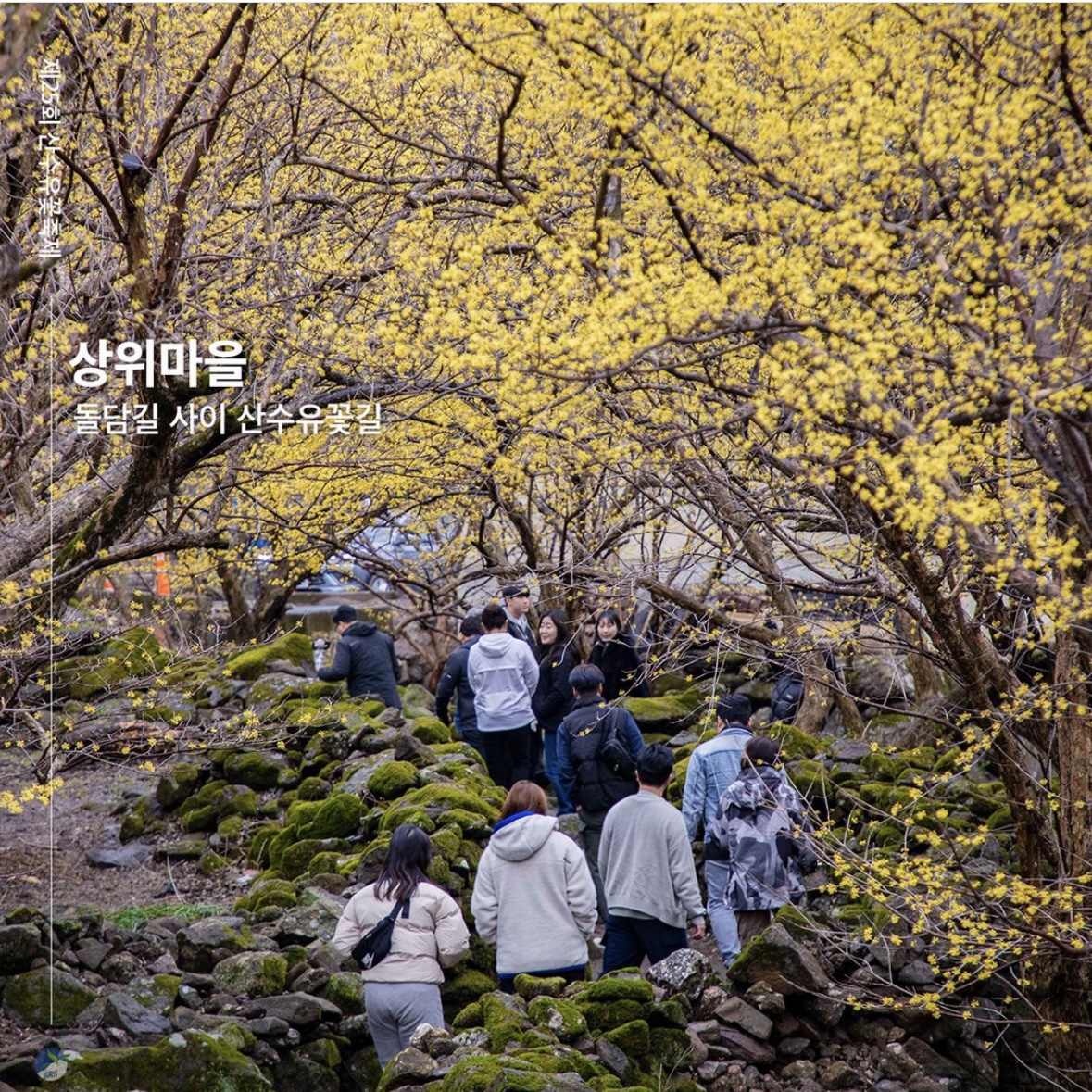 구례 산수유축제