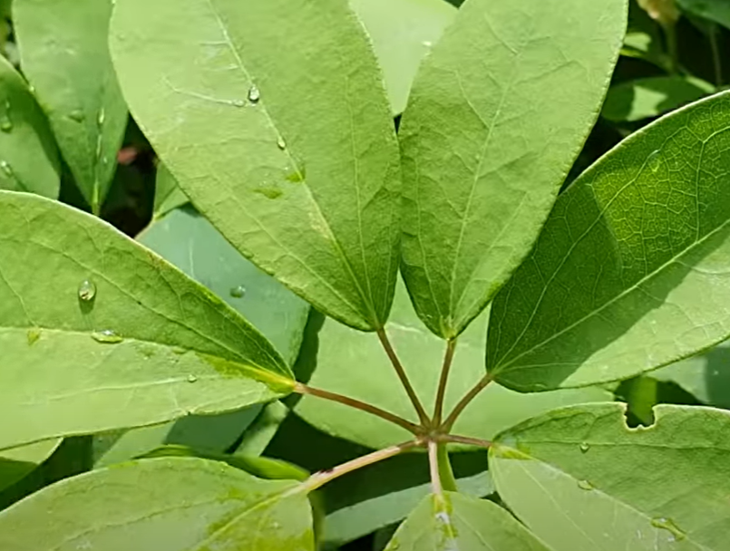 으름덩굴 잎