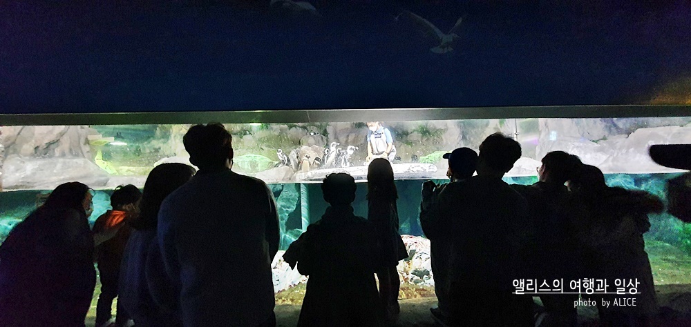 부산 아쿠아리움 입장권 최저가 할인방법, 연간할인, 실내 프로그램