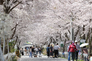 대청호벚꽃축제