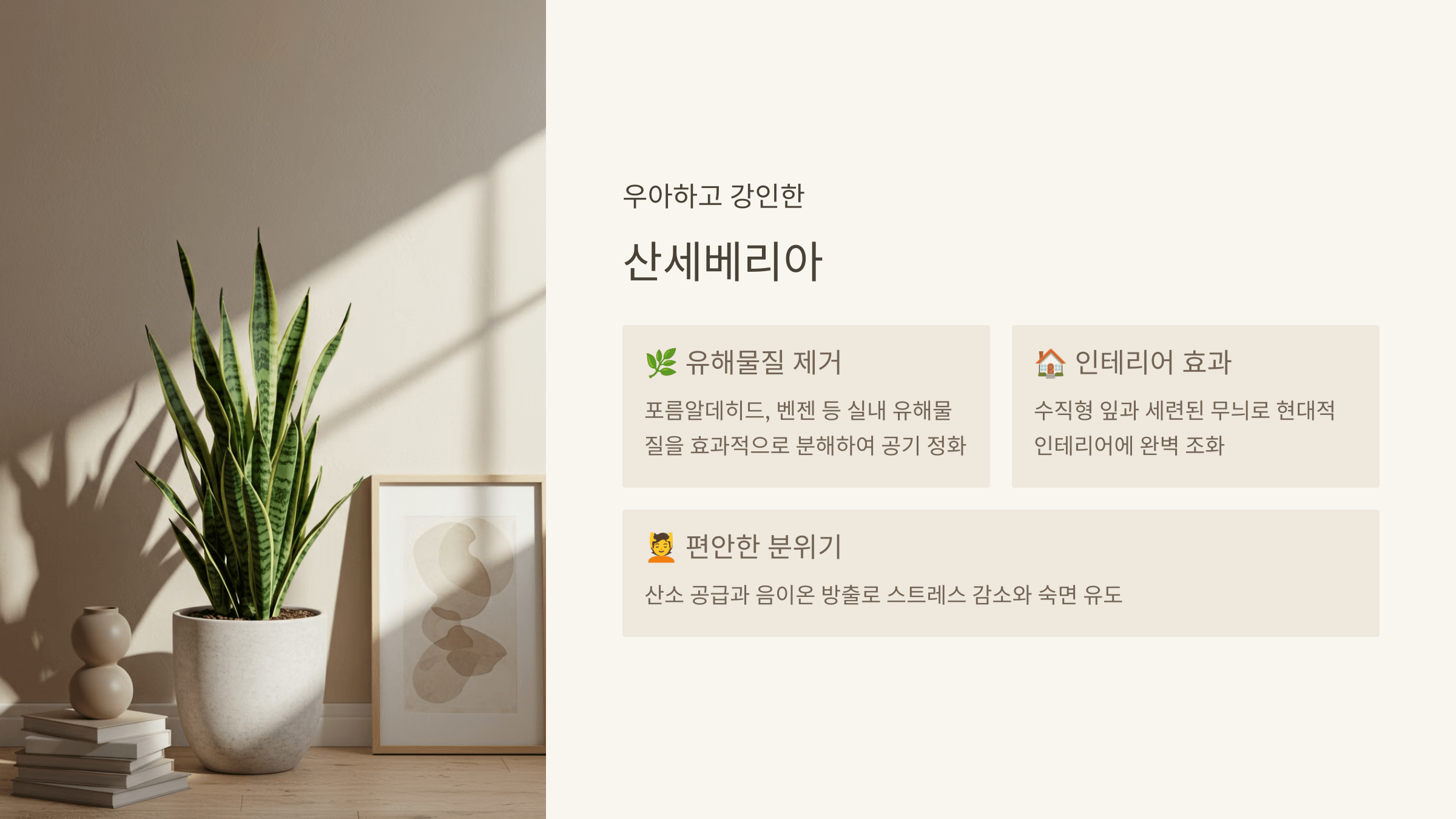 산세베리아 - 건강과 심미성의 조화