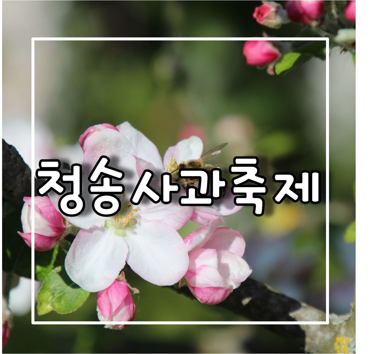 청송사과축제