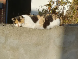 "고양이