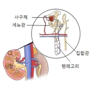 신장