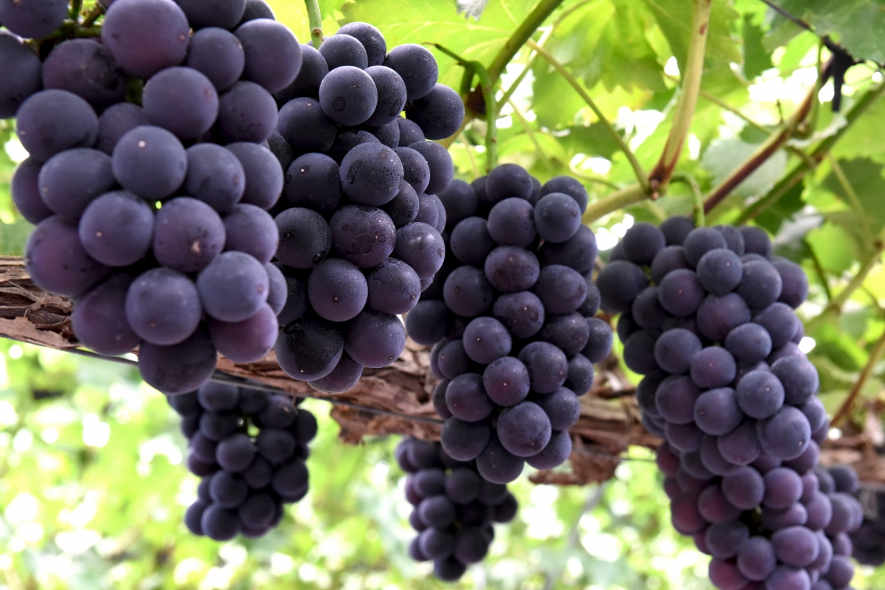 포도즙 효능 부작용