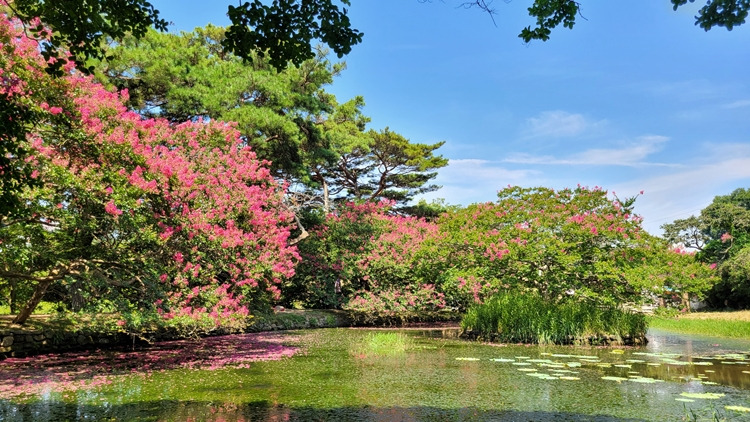 담양 명옥헌 원림 배롱나무