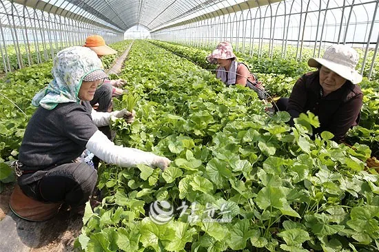 곰취 재배 상토 선택 통풍 관리 병충해 예방_4