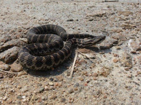 봄, 뱀이 깨어나는 계절-독사