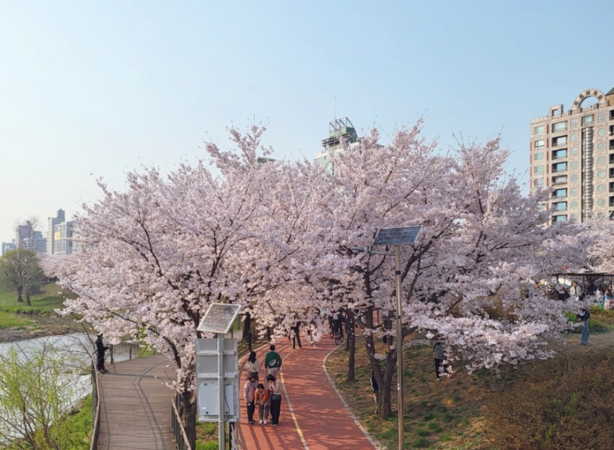 올림픽공원 벚꽃