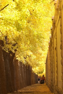 황금빛 은행나무가 만개한 가로수길