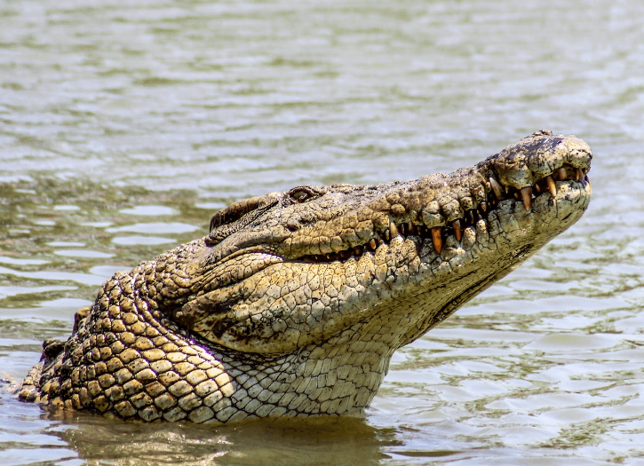 악어꿈 해몽 풀이